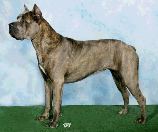 maximos cane corso